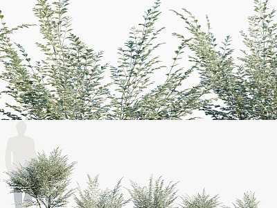 Modern Shrub Yinji Small Wax Shrub Plant Flora Ligustrum 3d model