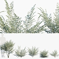 Modern Shrub Yinji Small Wax Shrub Plant Flora Ligustrum 3d model