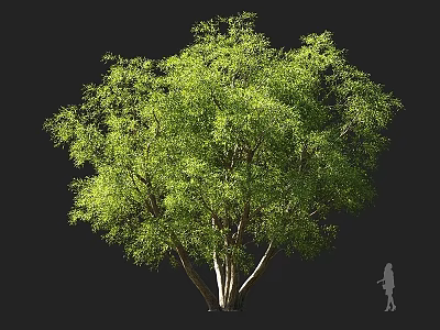 Lush Arbor Tree with Green Foliage and Multiple Trunks Beside Human Silhouette on Dark Background 3d model