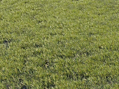 Decorative Ornament Combination Placed On Lush Green Grass Field 3d model