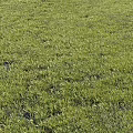 Decorative Ornament Combination Placed On Lush Green Grass Field