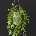 White Hanging Basket Plant with Lush Trailing Green Leaves for Home Decor