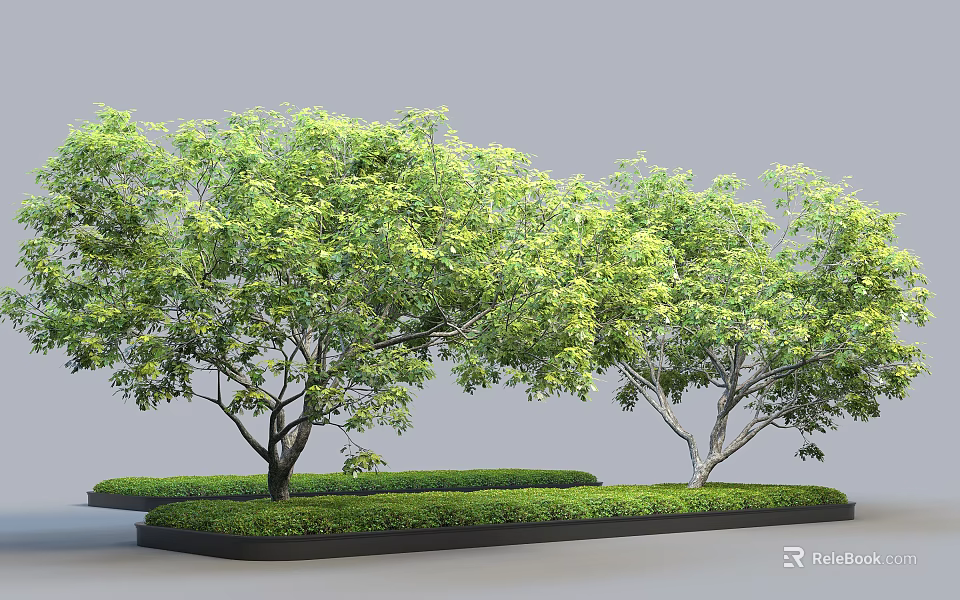 Lush Green Arbor Trees With Dense Foliage Planted In Rectangular Garden Beds 3d model