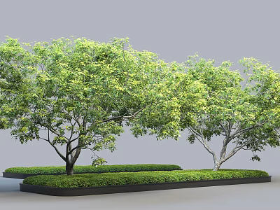Lush Green Arbor Trees With Dense Foliage Planted In Rectangular Garden Beds 3d model