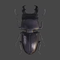 Black Stag Beetle With Large Mandibles On Blue Background Close Up View