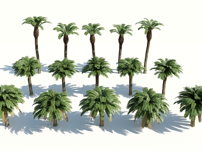 Modern Palm Tree model