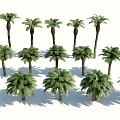 Modern Palm Tree 3d model