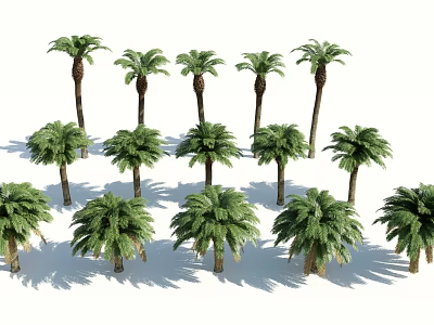 Green Palm Trees of Various Heights Arranged in Outdoor Landscape With Shadows 3d model