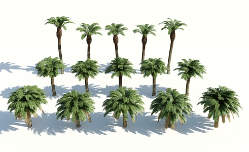 Modern Palm Tree 3d model