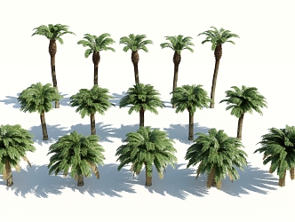 Modern Palm Tree 3d model