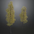 Two Tall Trees With Vibrant Yellow Leaves Against Dark Background