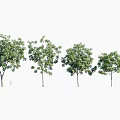 Arbor Trees in Various Sizes with Lush Green Foliage and Strong Trunks Displayed in Sequence 3d model