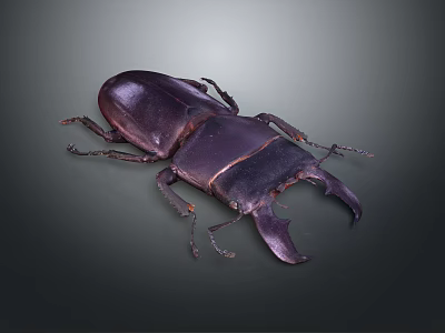 Dark Brown Stag Beetle With Large Mandibles And Shiny Exoskeleton Close Up 3d model