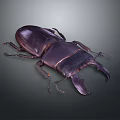 Dark Brown Stag Beetle With Large Mandibles And Shiny Exoskeleton Close Up