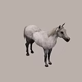 Gray Horse Standing Gracefully On White Background With Detailed Coat