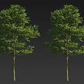 Two Arbor Trees with Lush Green Foliage and Sturdy Trunk on Gray Background 3d model