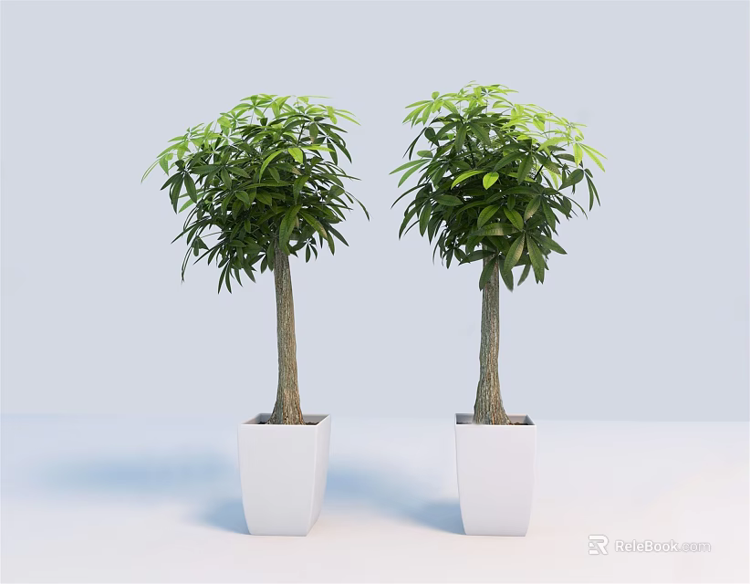 Two Green Bonsai Trees In White Square Pots With Light Blue Backdrop 3d model