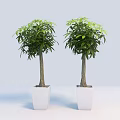 Two Green Bonsai Trees In White Square Pots With Light Blue Backdrop 3d model