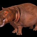 Modern Hippo 3d model