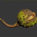 Spiky Green Plant Fruit With Brown Spots And Withered Stem On Dark Background With Reflection 3d model