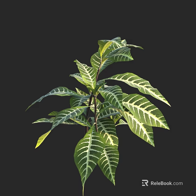 Lush Green Ornamental Plant with White Striped Leaves on Dark Background 3d model 