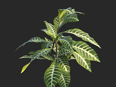 Lush Green Ornamental Plant with White Striped Leaves on Dark Background 3d model