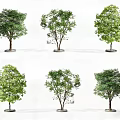 Various Tree Pits With Different Tree Species In Urban Landscape Design