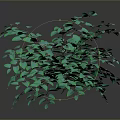 Lush Green Leafy Plant With Dense Foliage And Heart Shaped Leaves For Decoration