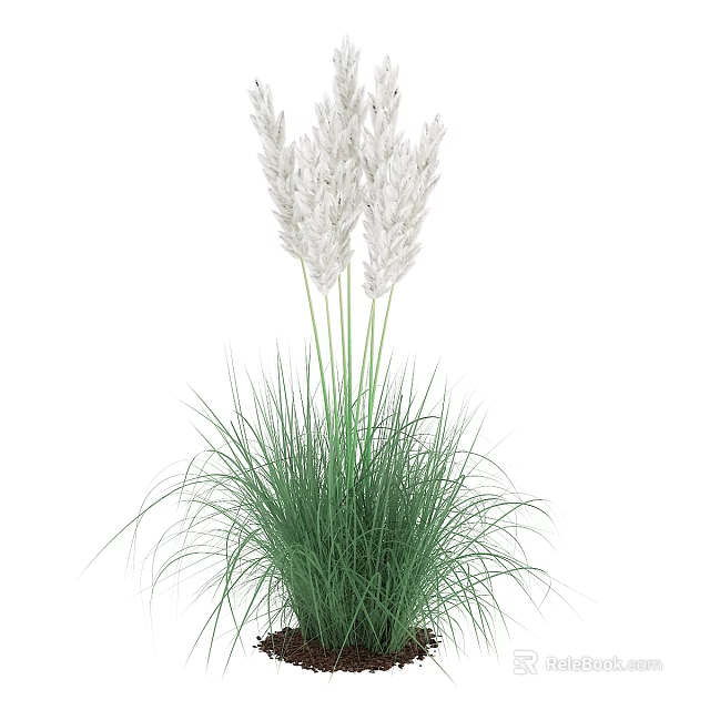 Decorative Ornamental Grass With White Plumes And Green Leaves For Indoor Decoration 3d model 
