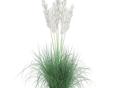 Decorative Ornamental Grass With White Plumes And Green Leaves For Indoor Decoration 3d model