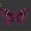 Dark Winged Butterfly With White Spots Red And Orange Stripes On Gray Background
