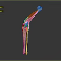 Detailed Human Leg Bone Muscle Anatomical 3D Model Structure Illustration