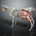 Medical Device 3D Cow Anatomy Model With Skeleton And Organs For Veterinary Education