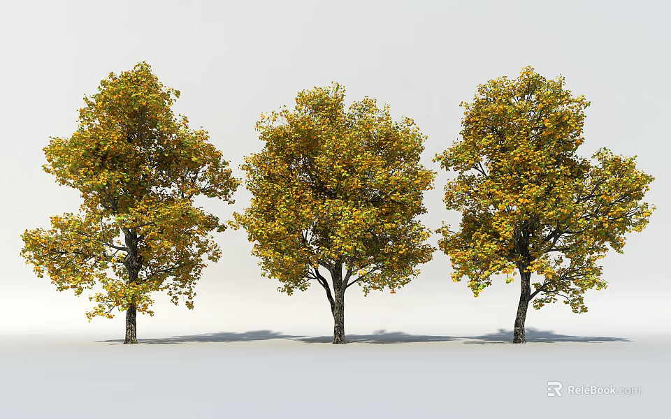 Three Arbor Trees With Yellow Green Leaves And Tall Trunks In Autumn 3d model 
