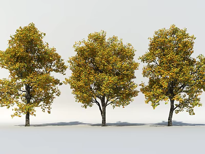 Three Arbor Trees With Yellow Green Leaves And Tall Trunks In Autumn 3d model