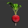 Fresh Red Radish With Green Leaves On Dark Background And Reflection 3d model