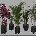 Indoor Potted Plants With Green Red Leaves In Black Pots On Metal Stands