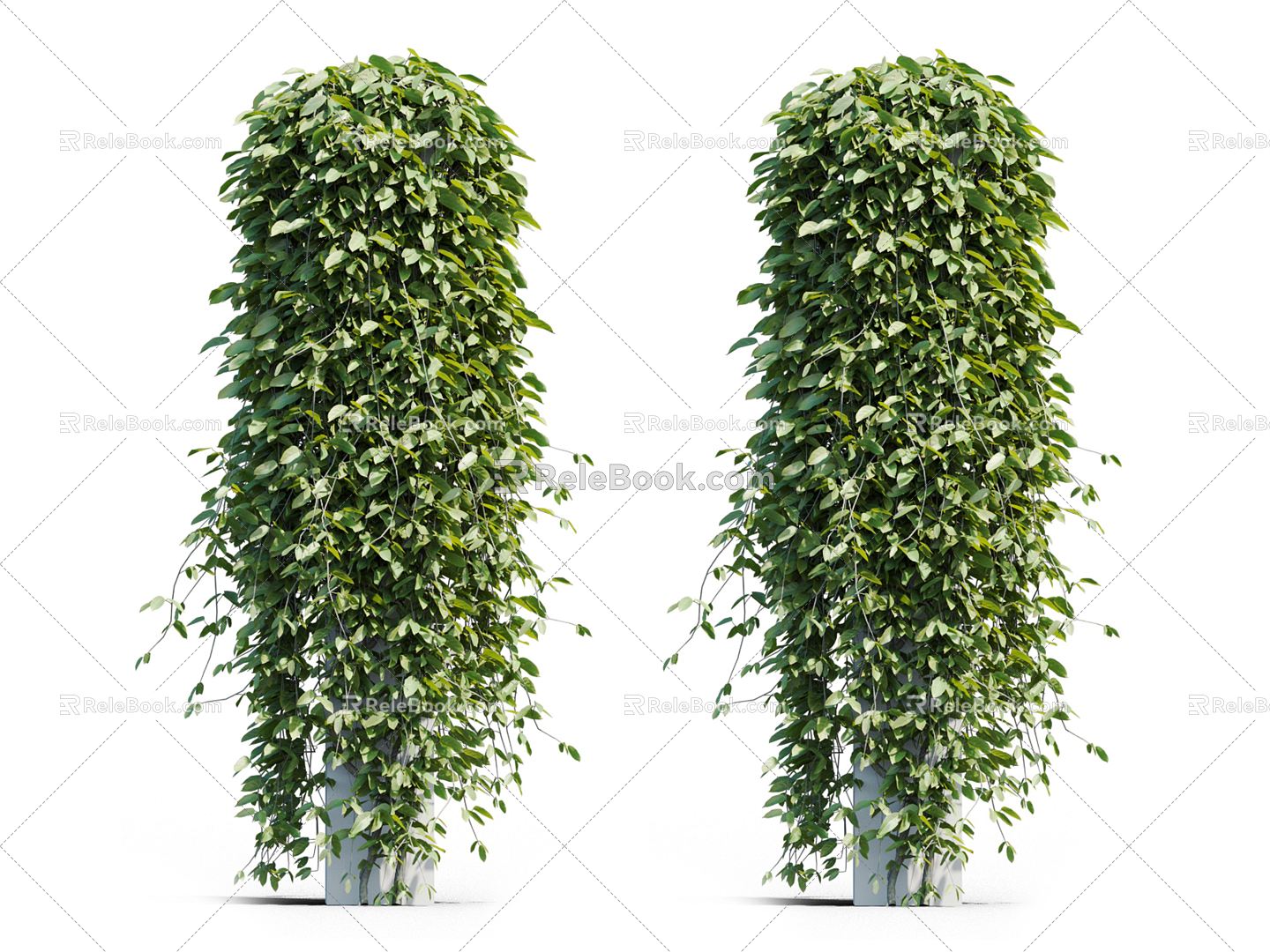 Modern Vine Vine Plant 3d model