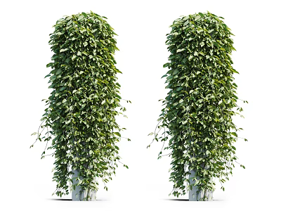 Lush Trailing Vine Plants With Green Leaves In Cylindrical Planters On White Background 3d model