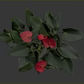 Indoor Anthurium Plant With Red Flowers Green Leaves In Brown Ceramic Pot