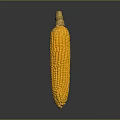 Yellow Corn Cob With Fresh Silk As Daily Life Kitchen Food Ingredient