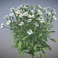 White Daisies with Yellow Centers Green Stems and Leaves in Natural Bunch
