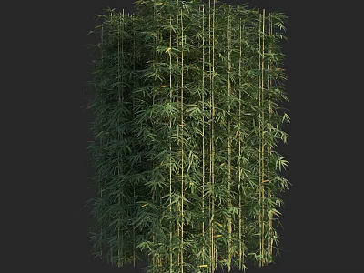 Tall Green Bamboo Plants With Dense Leaves And Natural Stems In Garden 3d model