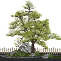 Traditional Garden Landscape with Pine Tree Stones Bamboo Fence and Stone Path Green Plants