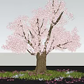 Pink Flowering Arbor with Green Grass and Scattered Petals in Bloom