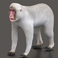 snow monkey ape animal 3d model