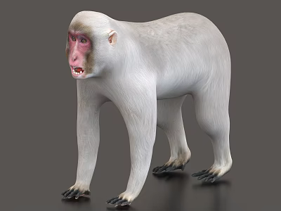Realistic White Monkey 3D Rendering With Standing Posture Red Face And Detailed Fur 3d model