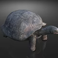 Reptile Tortoise With Textured Shell And Detailed Body Structure Standing On Dark Surface