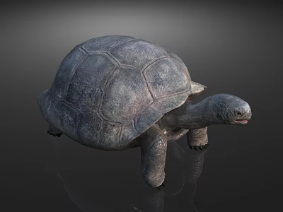 Reptile Tortoise With Textured Shell And Detailed Body Structure Standing On Dark Surface 3d model