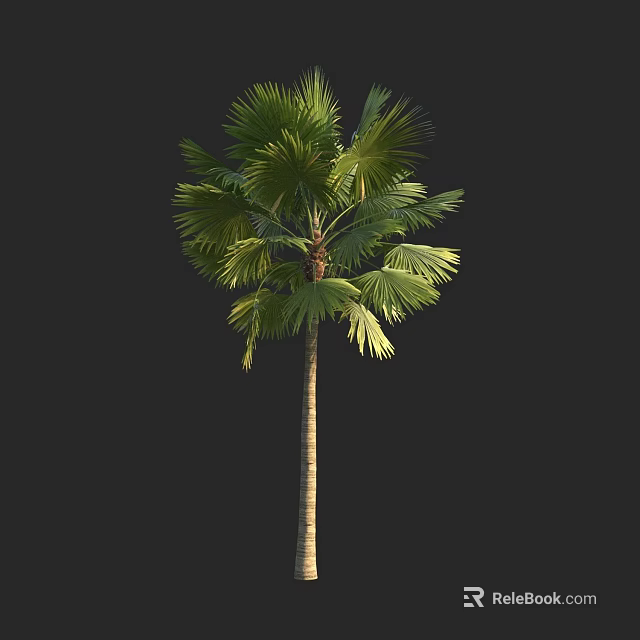 Tropical Palm Tree With Slender Trunk And Fan Shaped Green Leaves 3d model 